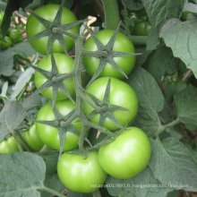 Graines de tomates hybrides HT24 Cameda rouge f1 à haut rendement